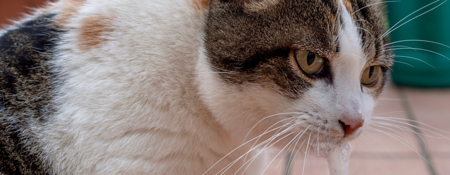 Penyebab Kucing Muntah Bening Berbusa dan Tips Perawatannya