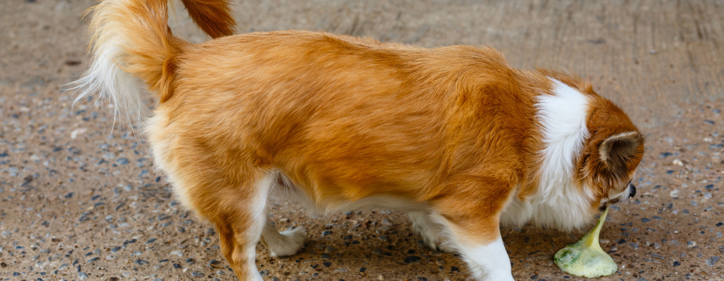 Penyebab dan Gejala Anjing Muntah Darah yang Perlu Diketahui