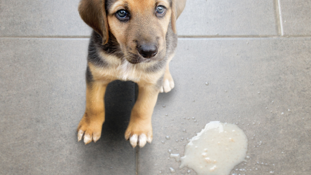 9 Penyebab Anjing Muntah Kuning dan Cara Perawatannya 