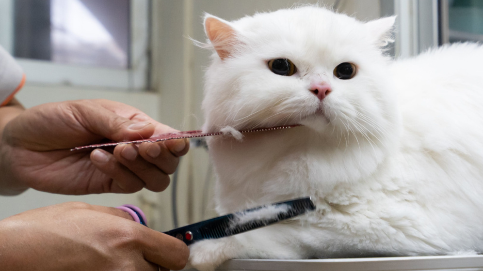 Apa Itu Grooming Kucing? Inilah Tujuan, Jenis, Serta Prosedur Melakukannya