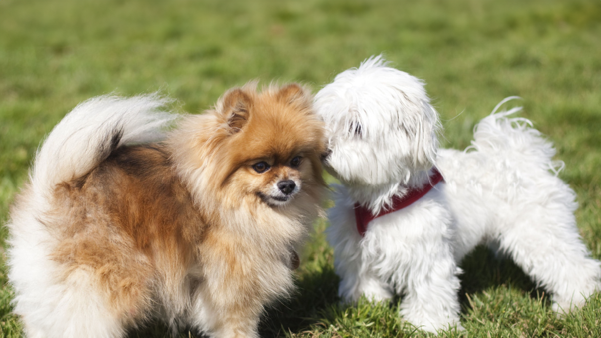 Jenis-jenis Anjing Peliharaan Lucu dan Menggemaskan