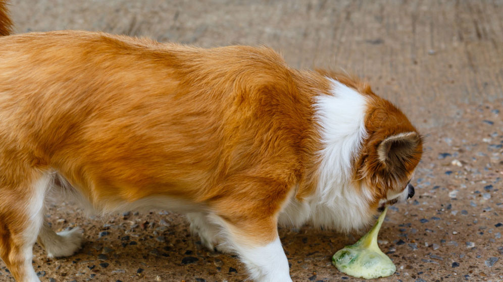 Penyebab dan Gejala Anjing Muntah Darah yang Perlu Diketahui