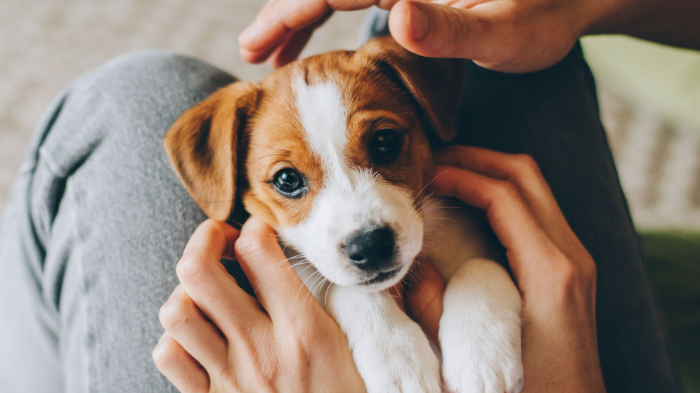 Bagaimana Cara Menghitung Umur Anjing? Simak Penjelasan Berikut!