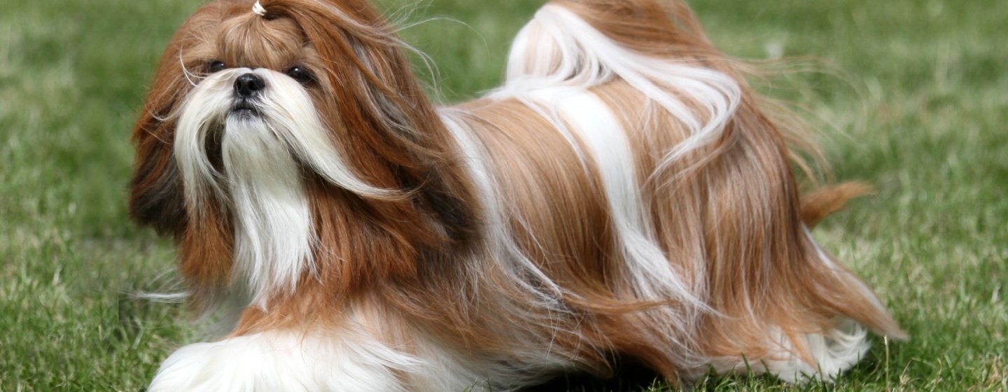 Cara Merawat Anjing Shih Tzu Agar Selalu Sehat dan Bahagia