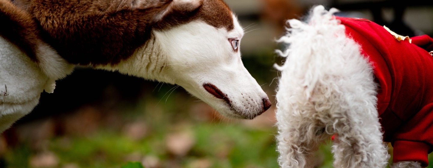 Anjing Kentut: Normal atau Masalah? Ini yang Perlu Diketahui!