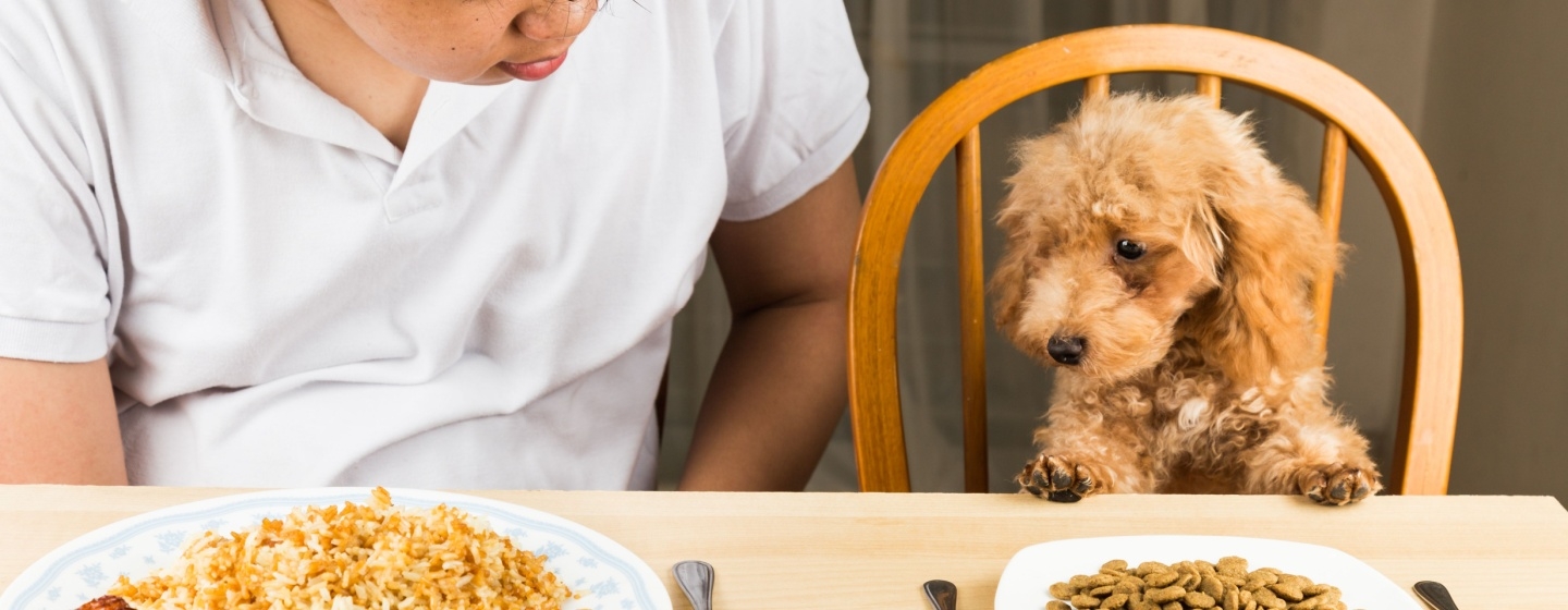 Apakah Anjing Boleh Makan Nasi? Ini Jawabannya!