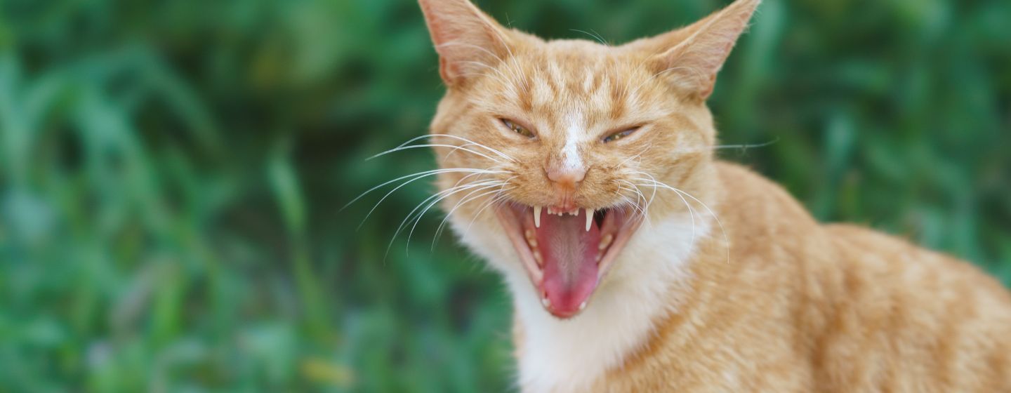 Apa Penyebab Kucing Rabies? Waspadai Gejala dan Cara Pencegahannya!