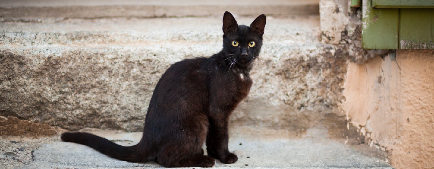 7 Ras Kucing Hitam Cantik yang Akan Membuat Anda Ingin Membawanya Pulang