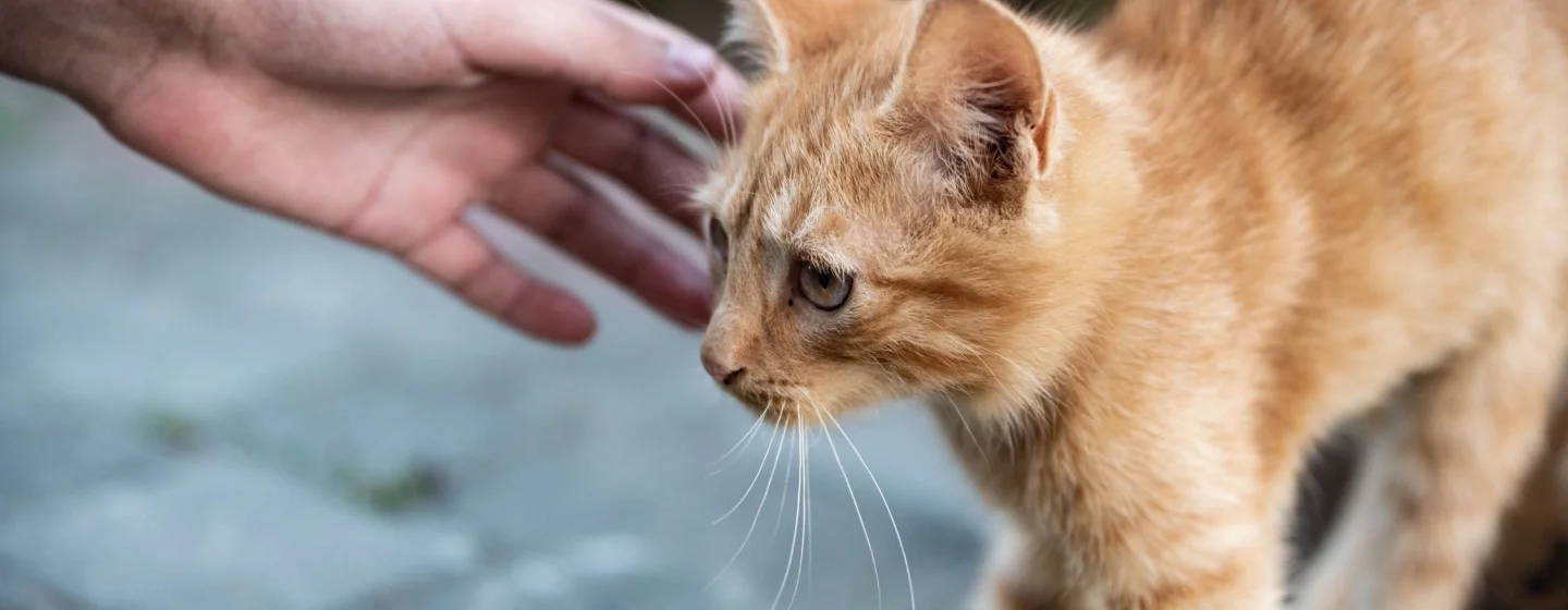 7 Tips Mengatasi Kucing Stres Karena Pindah Pemilik: Jadikan Proses Lebih Mudah