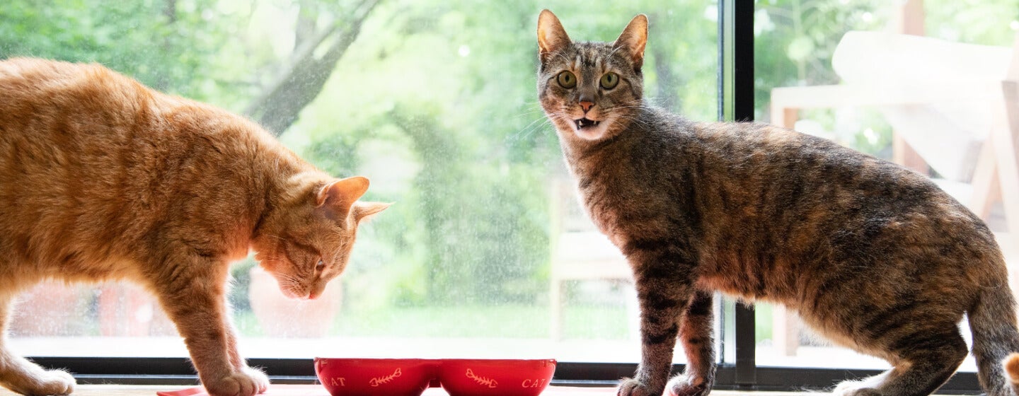 8 Jenis Kucing Besar Domestik: Panduan Lengkap untuk Pecinta Kucing