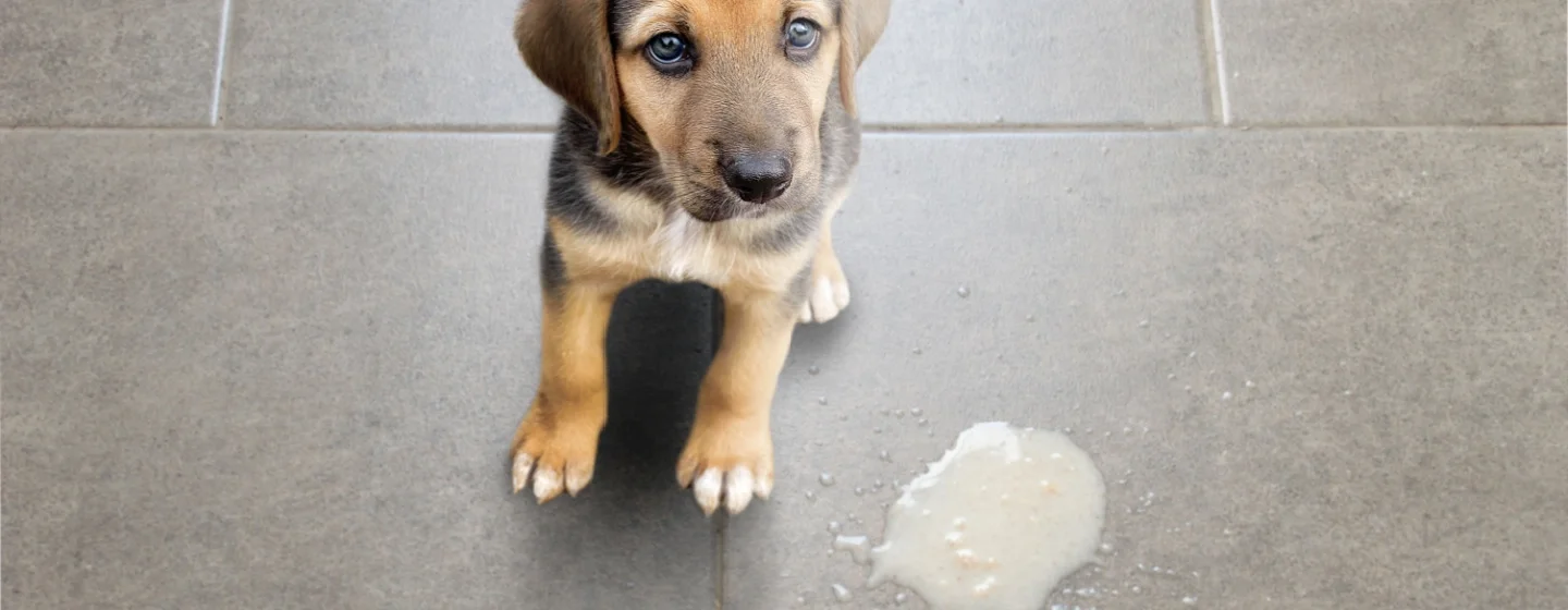 9 Penyebab Anjing Muntah Kuning dan Cara Perawatannya 