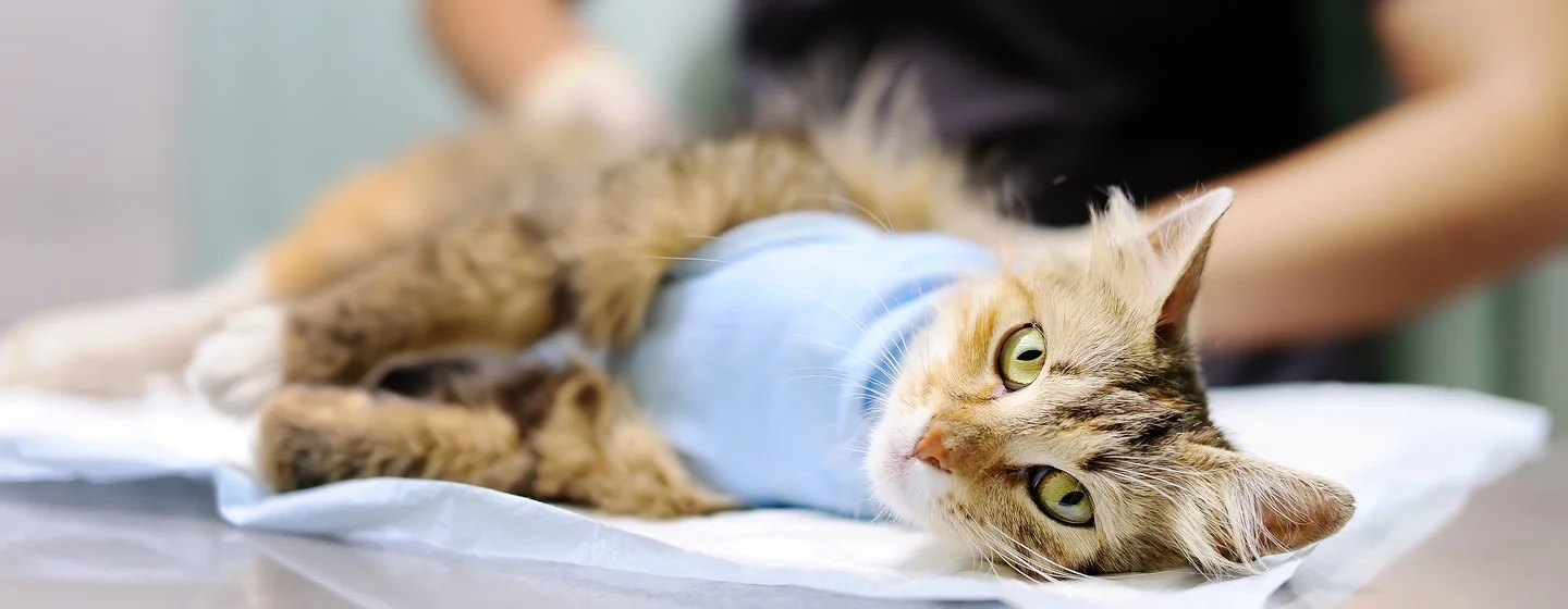 Pentingnya Perawatan Kucing Setelah Steril