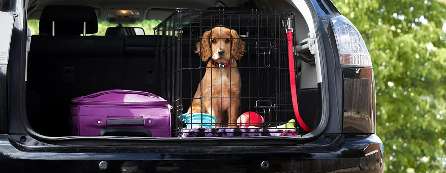 5 Tips Mudah Cara Merawat Anak Anjing Tanpa Induk