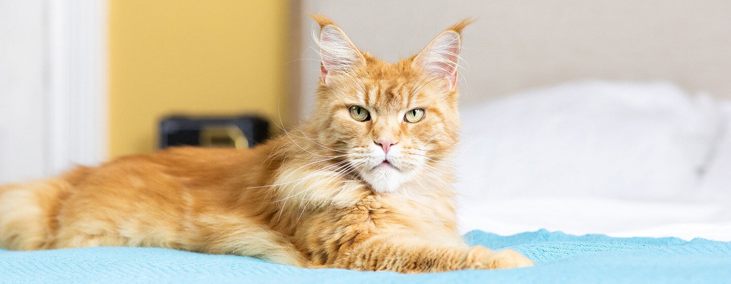 Sama-Sama Berambut Panjang, Ini 5 Perbedaan Kucing Angora dan Persia