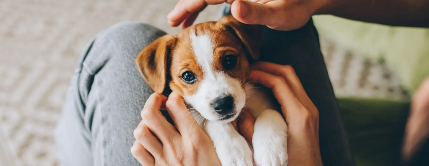 Perbandingan Umur Anjing dan Manusia: Cara Menghitung yang Benar