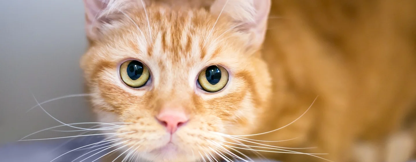 Berbagai Hal Tentang Steril Kucing yang Perlu Diketahui