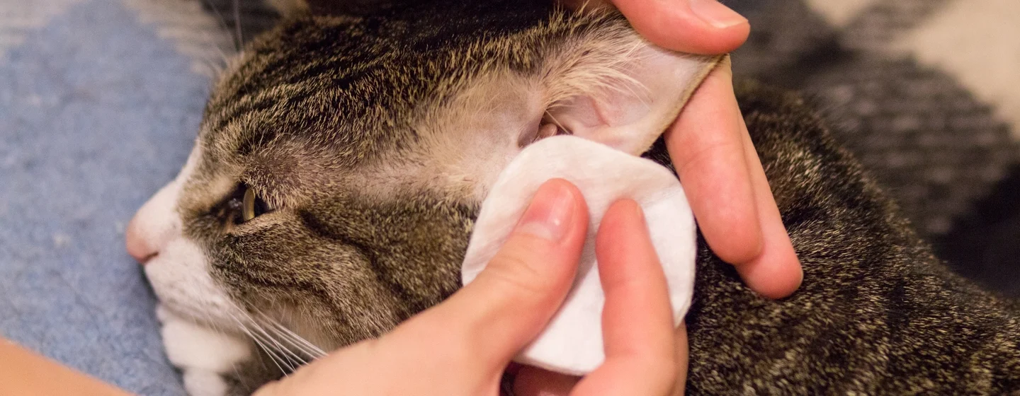 Cara Membersihkan Telinga Kucing