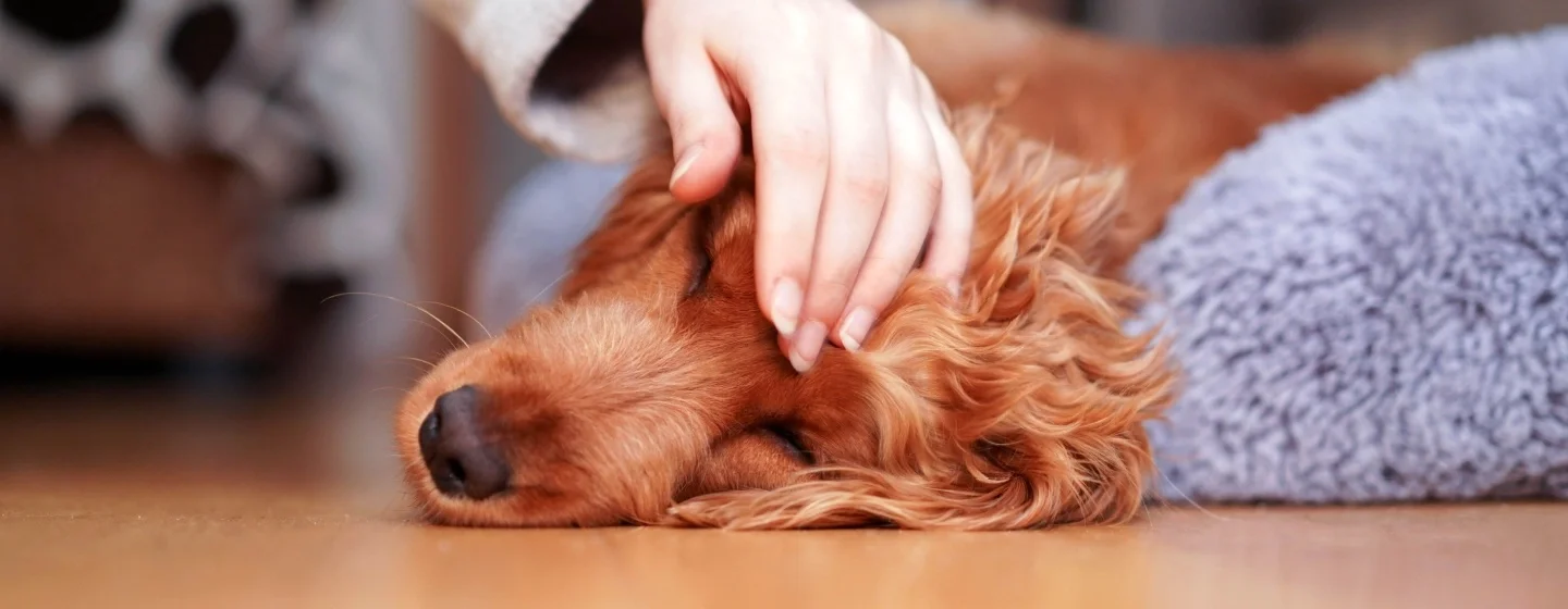 Cara Mengatasi Anjing Muntah dan Berak Darah yang Aman