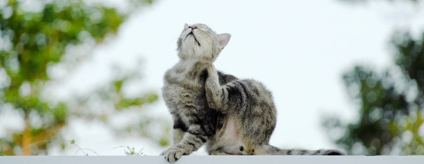 Cara Menghilangkan Kutu pada Kucing yang Tepat
