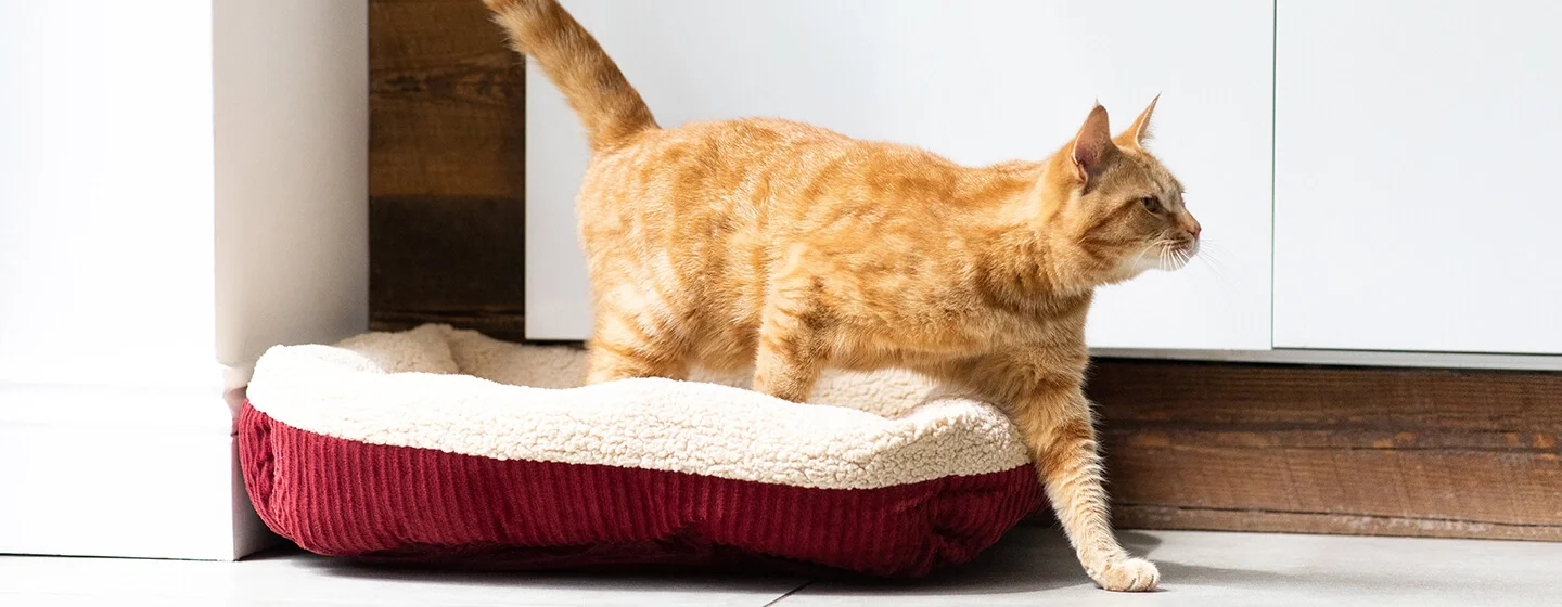 Cara Merawat Telinga Kucing