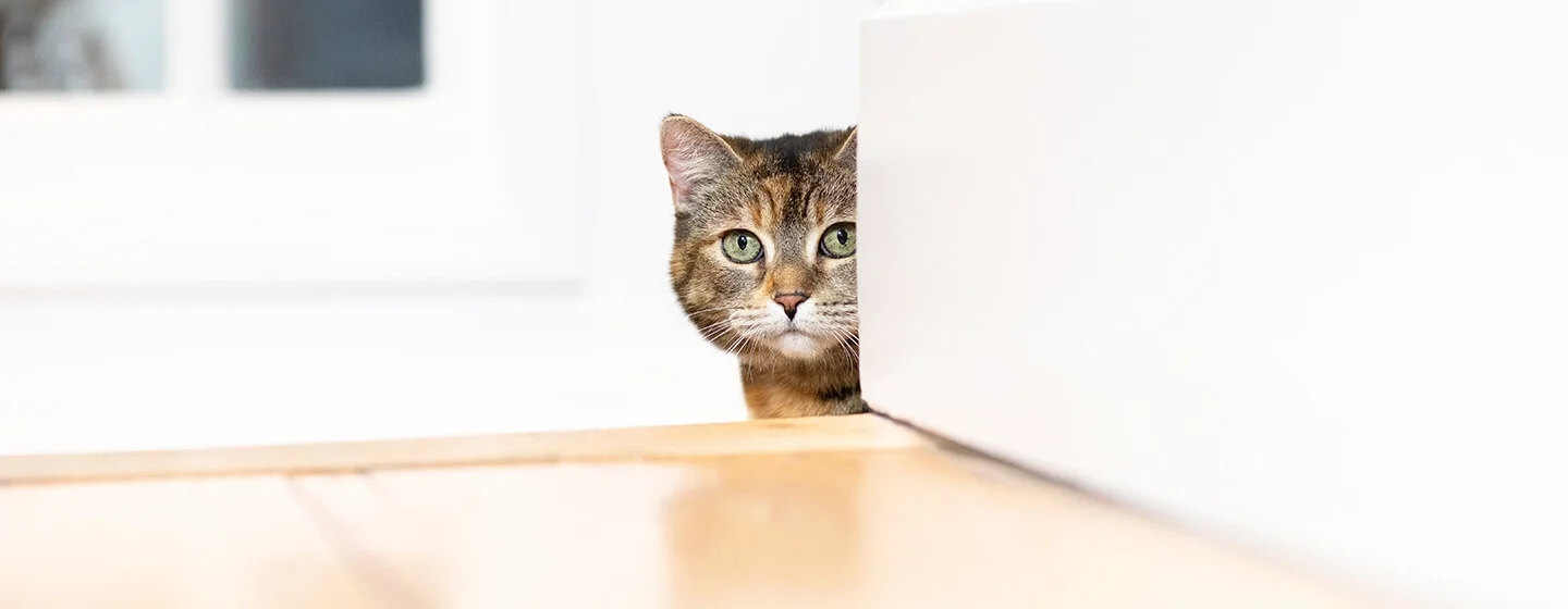 7 Penyebab Mata Kucing Berair
