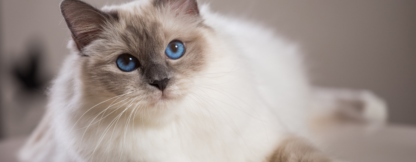 Kandungan Makanan Kucing yang Bagus untuk Perawatan Rambut
