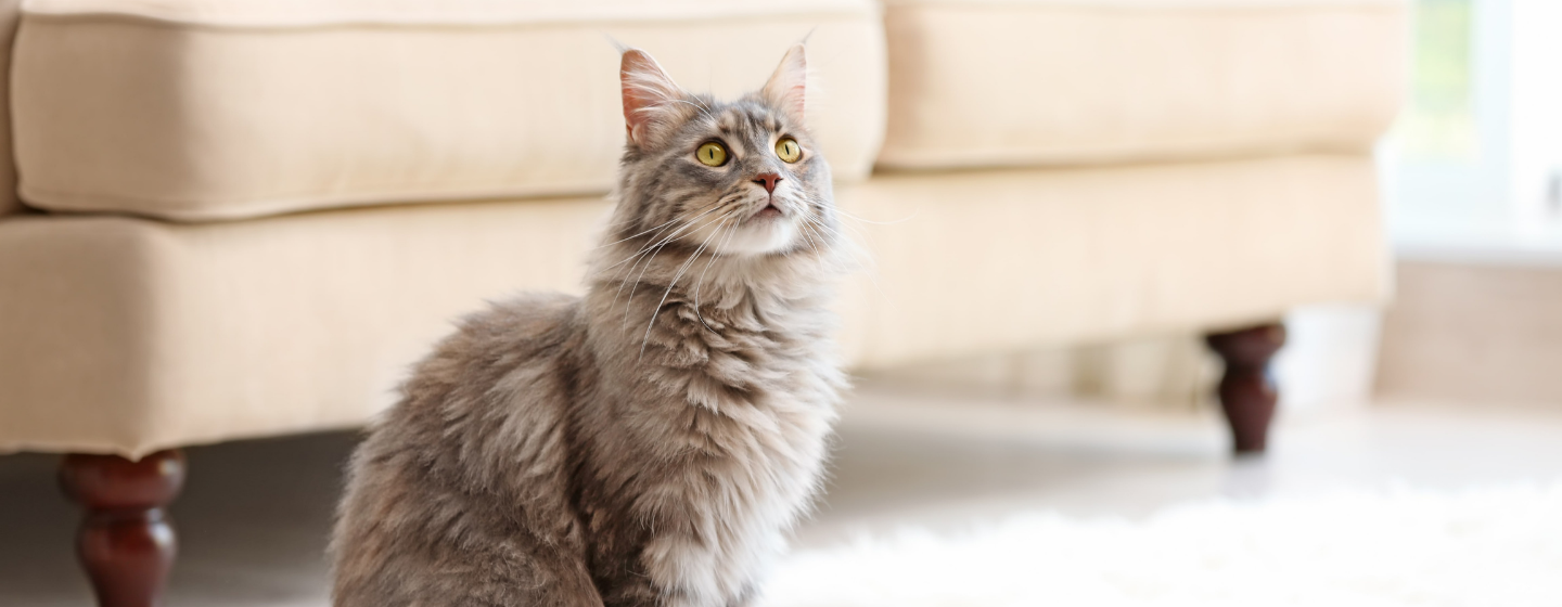 Makanan untuk Kucing Rumahan