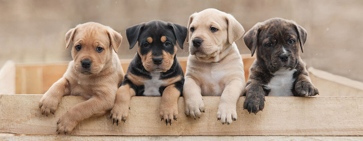 Tips Memotong Kuku Anjing