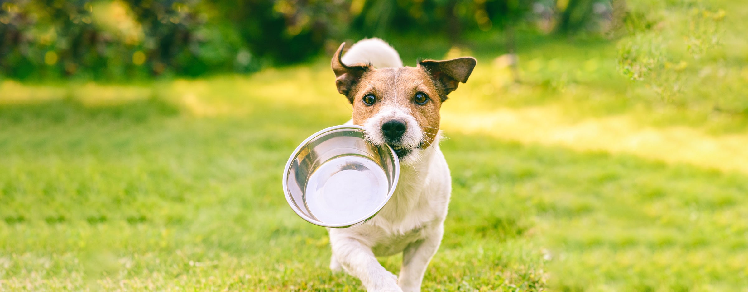 Berat Badan dan Kondisi Tubuh Anjing yang Sehat