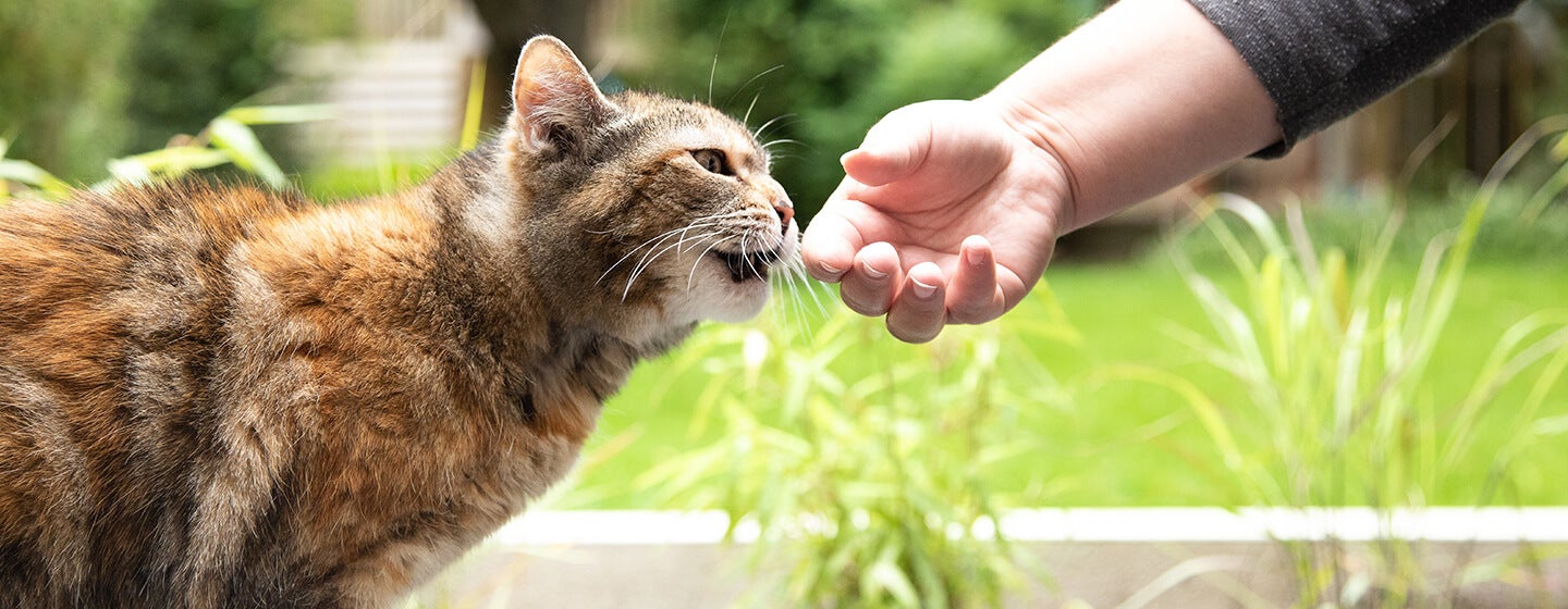 4 Kondisi Mengapa Kucing Mendengkur 
