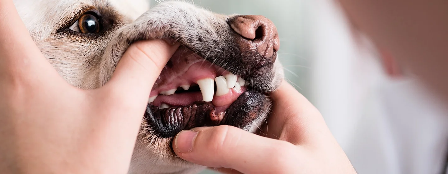 Gigi Anjing: Struktur dan JenisnyaGigi Anjing: Struktur dan Jenisnya