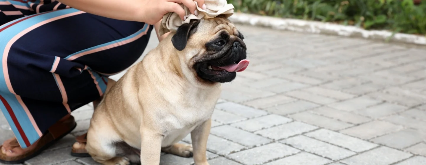 Heatstroke pada Anjing: Gejala, Pencegahan, dan Pertolongan Pertama yang Harus Anda Ketahui