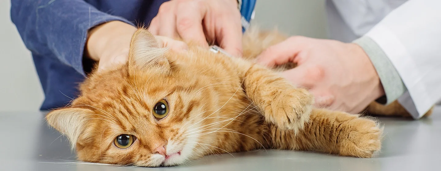 Ciri Ciri Kucing Keracunan : Jangan Panik!