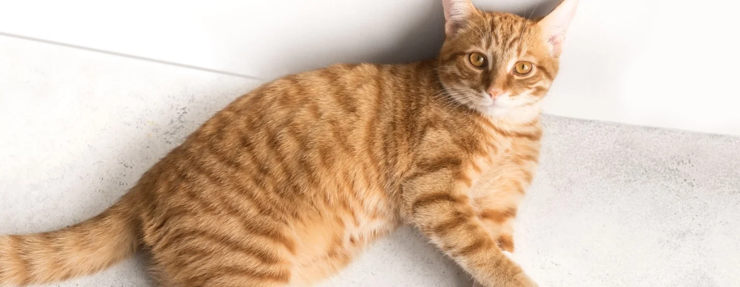 Langkah Efektif Mengobati Kaki Kucing yang Pincang: Panduan untuk Pemula