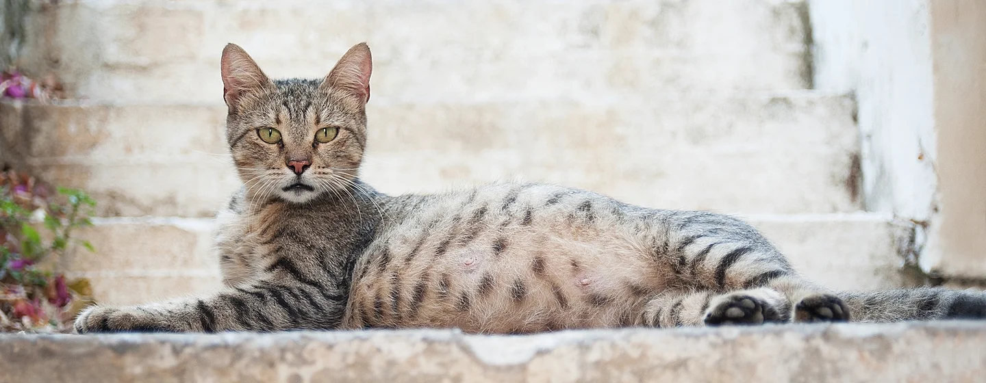 Makanan Kucing Hamil
