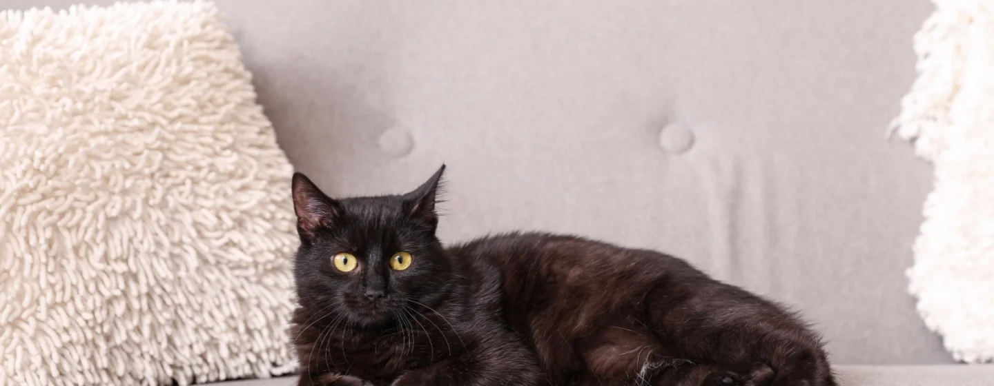 Memahami Sifat Kucing Hitam: Kenapa Mereka Begitu Istimewa?