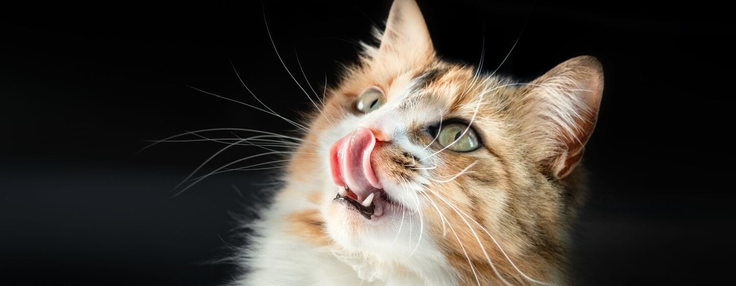 Mengenal Tingkah Laku Kucing: Apa yang Ingin Ia Sampaikan? 