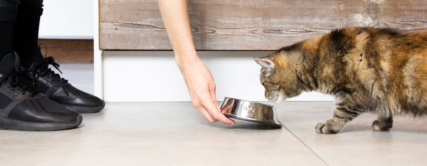 4 Alasan Memberikan Pet Food untuk Kucingmu