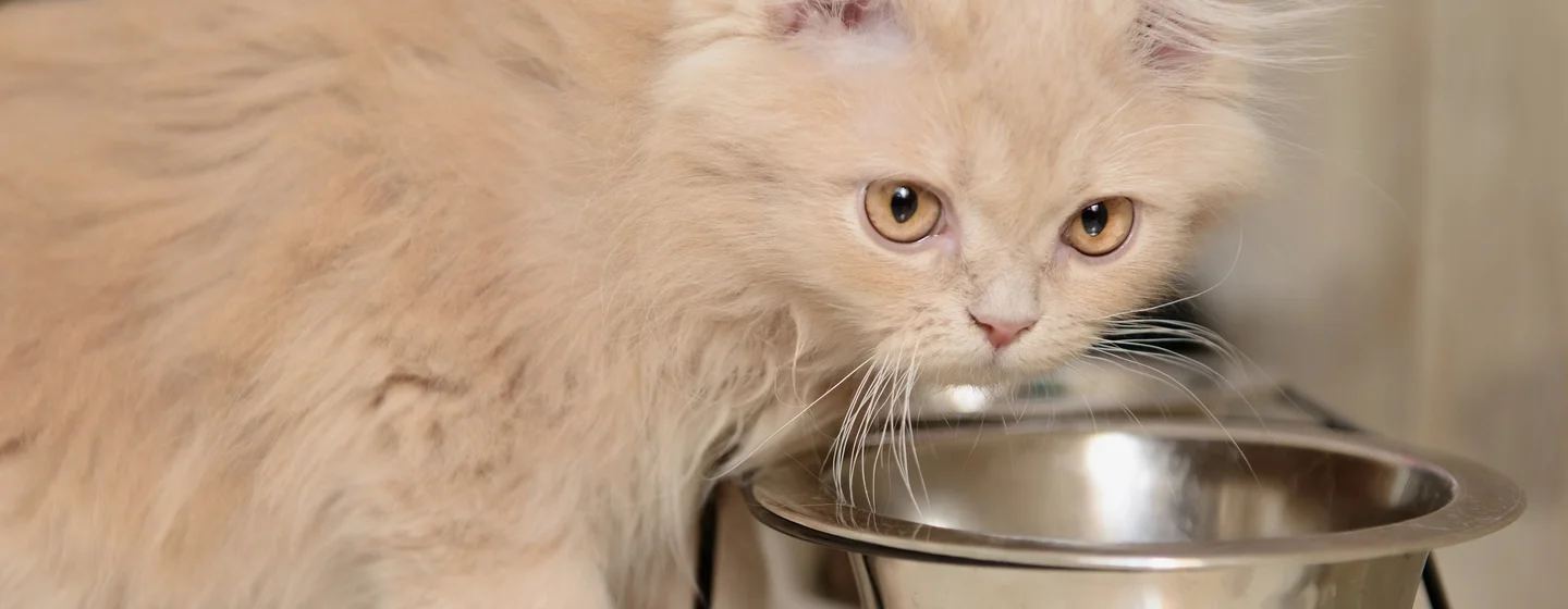 Panduan Memilih Makanan Kucing Persia