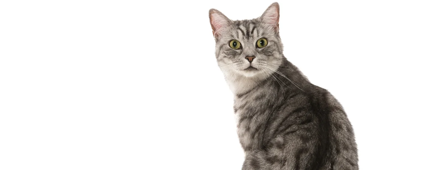 Panduan untuk Memberikan Makanan Kucing Dewasa