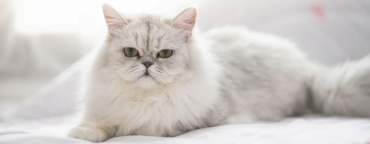 Perbedaan Kucing Anggora dan Persia: Panduan Lengkap Memilih Si Manis Berbulu