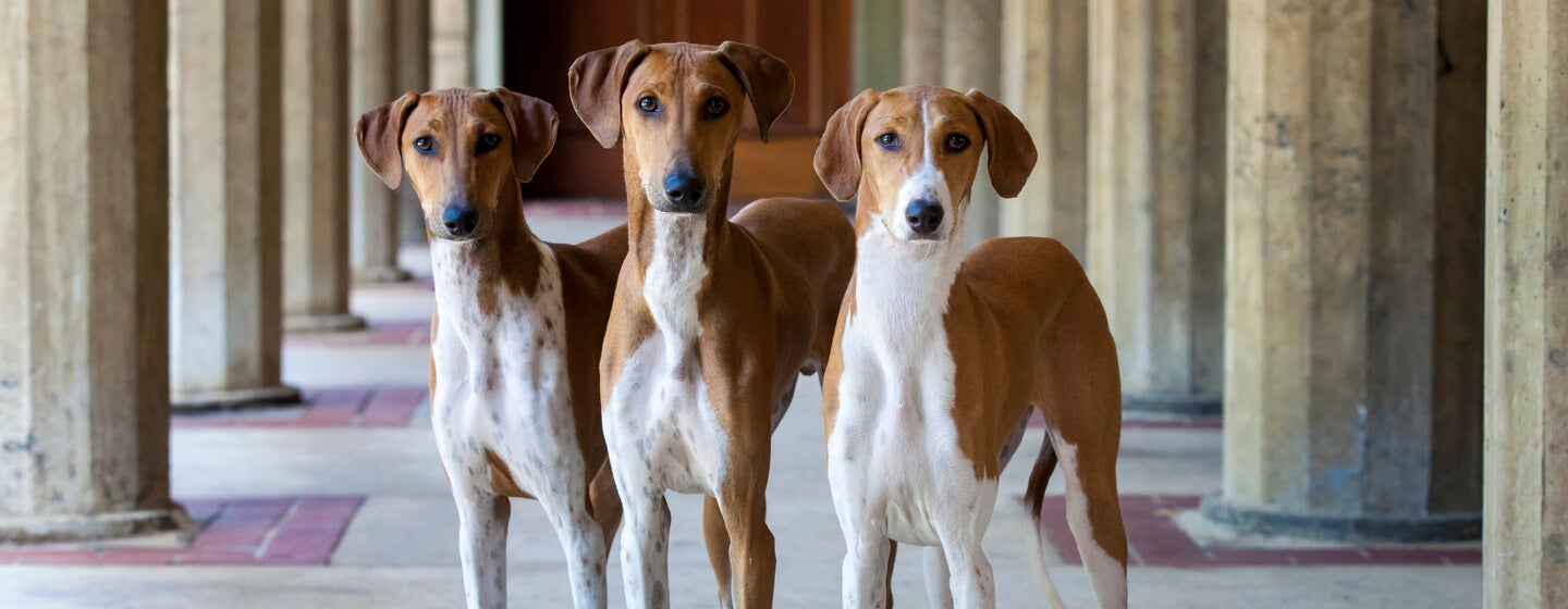 5 Cara Merawat Anjing yang Baru Lahir