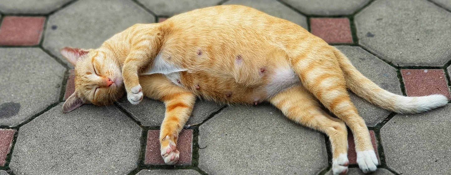 Seputar Kehamilan Kucing yang Perlu Diketahui