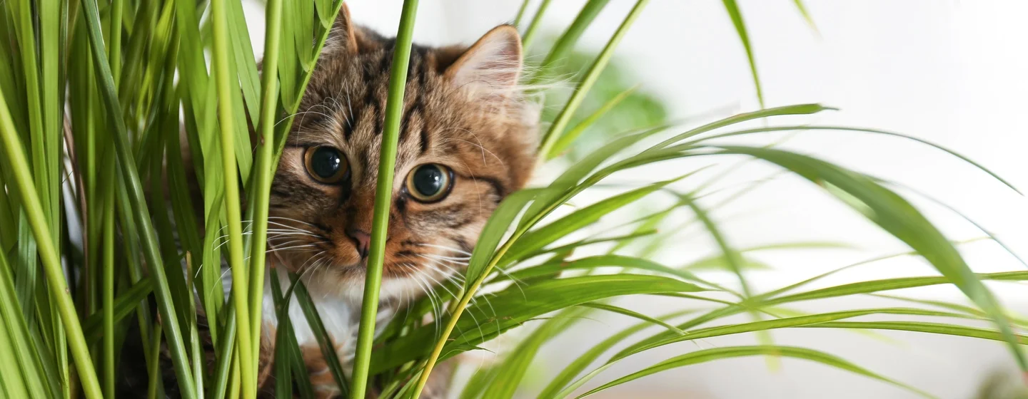Snack Kucing Terbaik: Panduan, Tips dan Rekomendasi