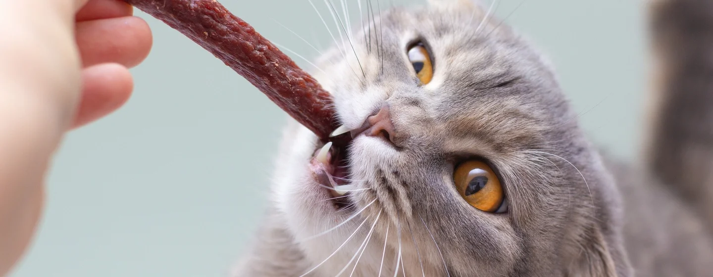 /artikel/kucing/pemberian-makan/snack-kucing