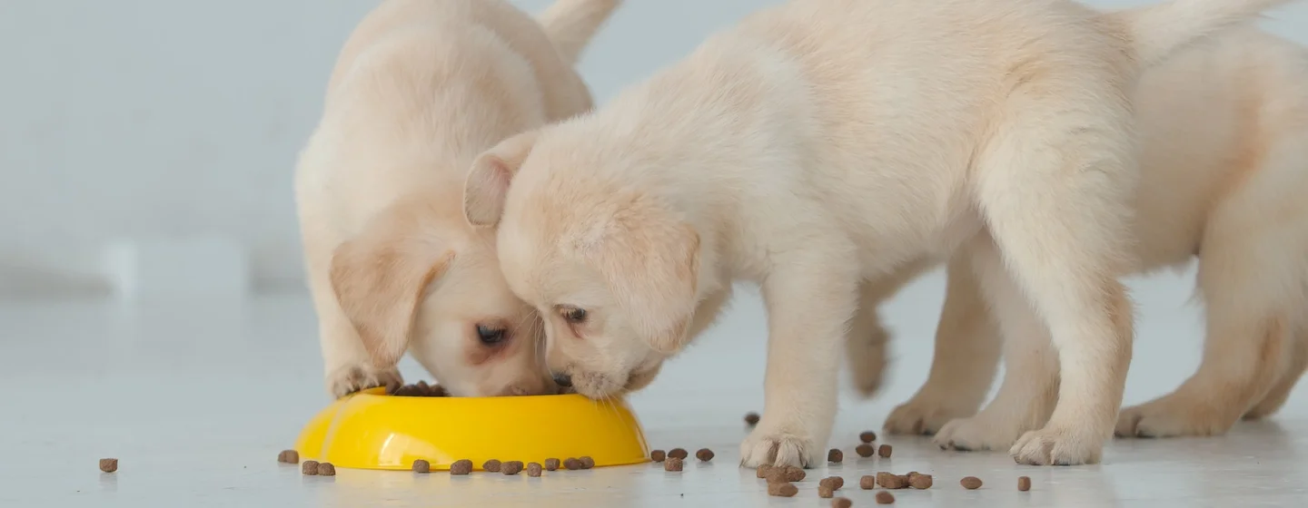 Tips dan Panduan Memilih Makanan Anjing Kecil