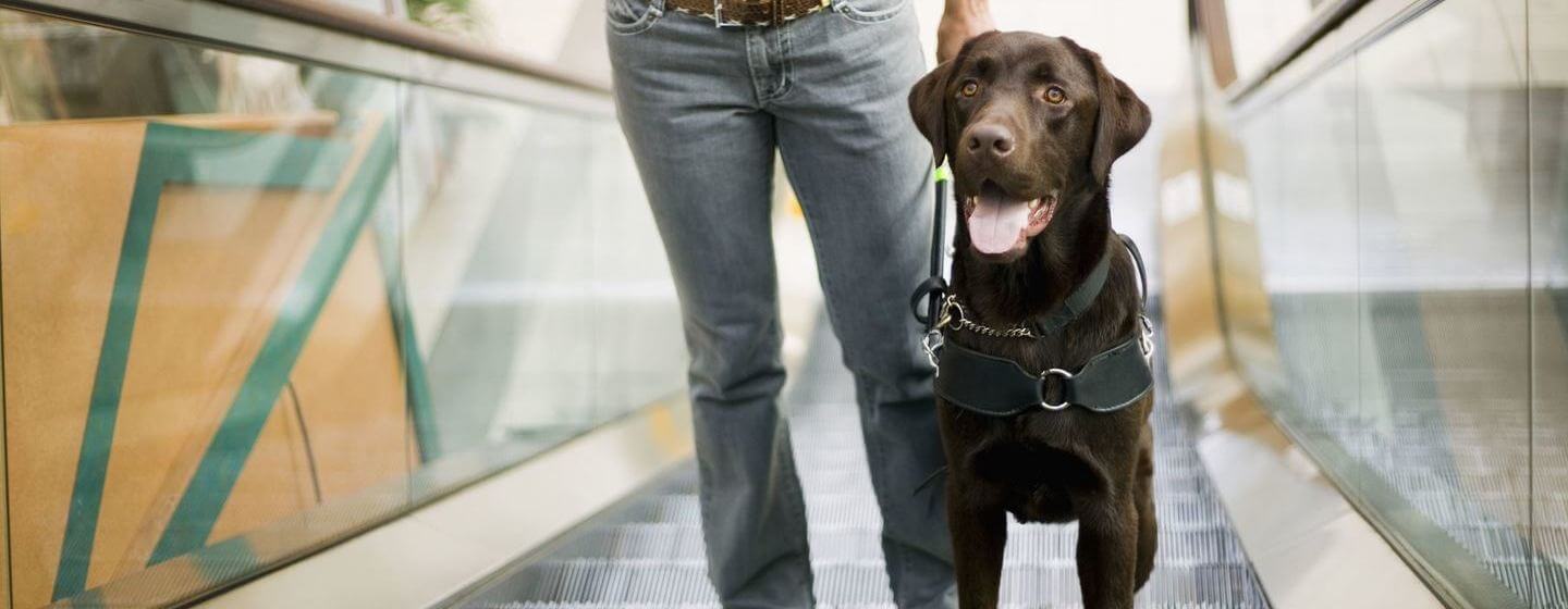 Types of Service Dogs and Their Jobs