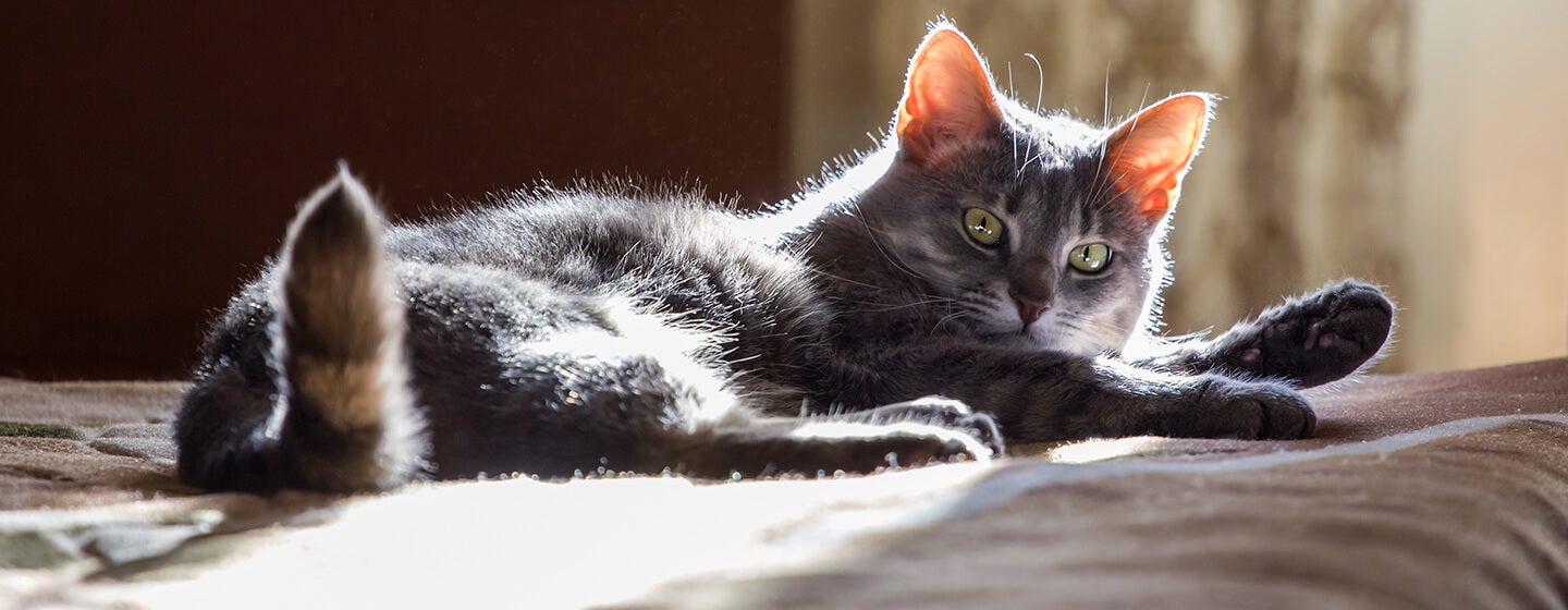 4 Ciri-ciri Kucing Sakit yang Perlu PetLovers Tahu