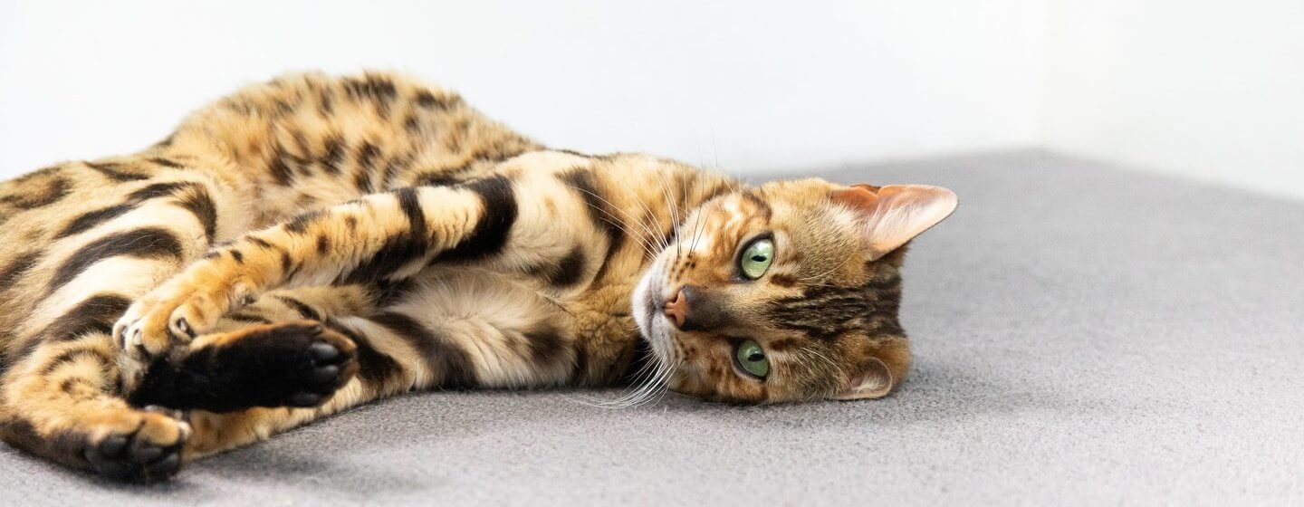 3 Penyebab Anak Kucing Sakit Mata dan Pertolongan Pertama yang Bisa Dilakukan