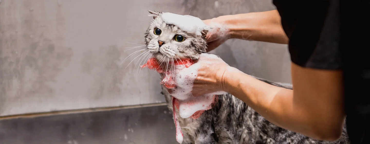 Hati-hati! Overgrooming Menyebabkan Rambut Kucing Rontok